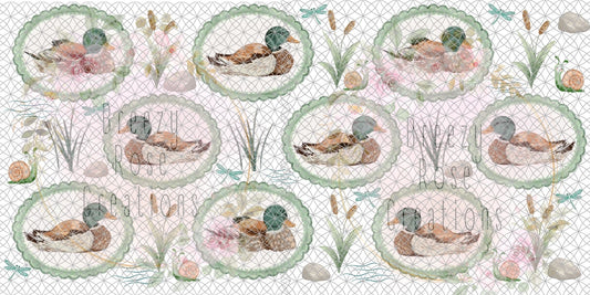 Mallard Ducks