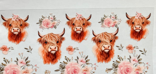 Highland cows w/ roses