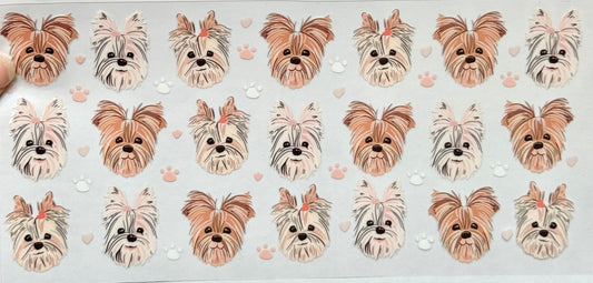 Yorkie